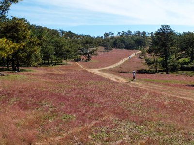 The famous pink grass of Dalat