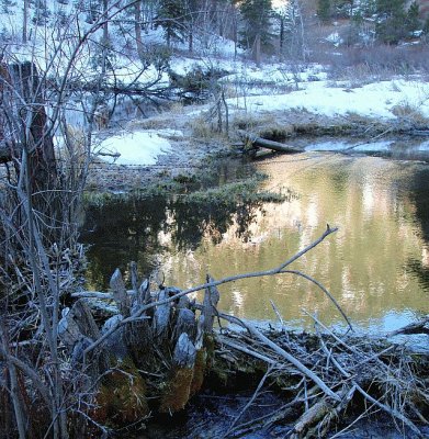 Golden Pond