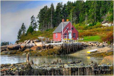 _DSC3151 Maine Cove