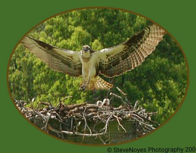 Osprey Landing