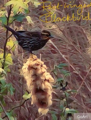 Female Red-winged Blackbird