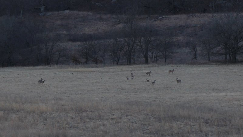 Deer March 14,2014
