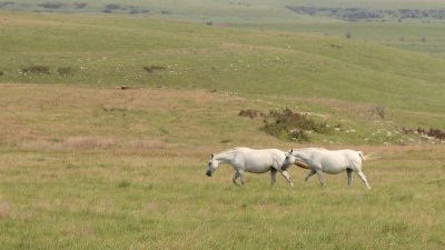 Mustangs 0369b.