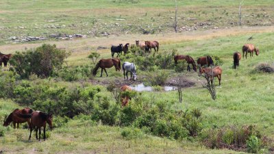 Mustangs waterhole 0388.