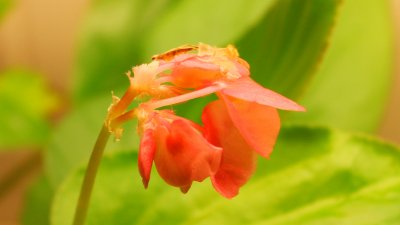 Emerging bloom.