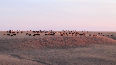 Herd at sunset.