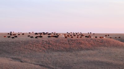 Herd at sunset.