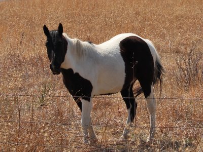 Paint pony 1