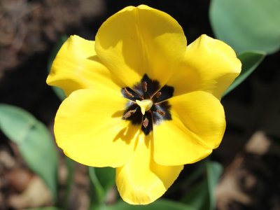 Tulip 4912 007