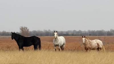 3 horses Nov 30.