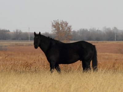 Black horse Nov 30.