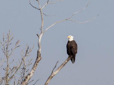 Eagle 1170  r1