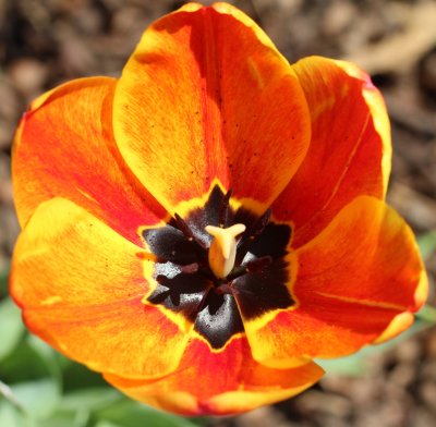 Orange tulip 1253.