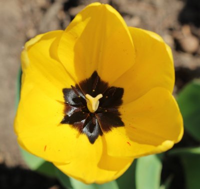 Yellow tulip 1251.