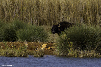 BM4J4991 - Hula Nature Reserve