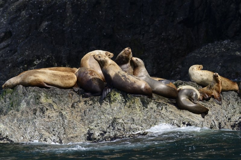 Sea lions