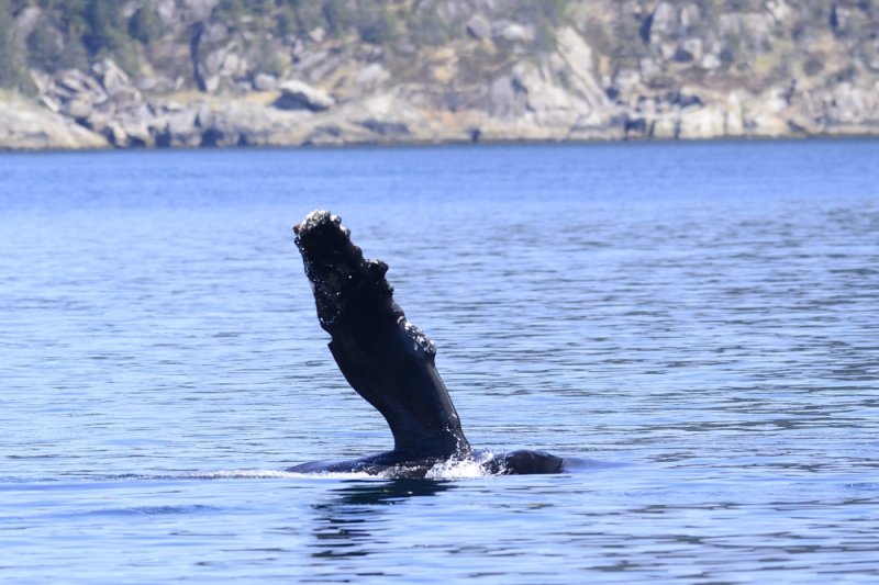 Humpback whale waving hello