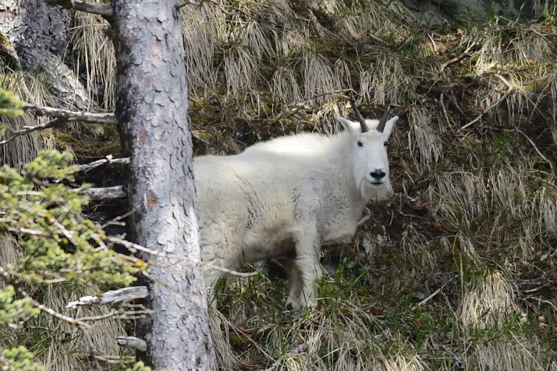 Mountain goat