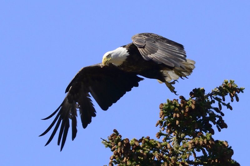 same eagle