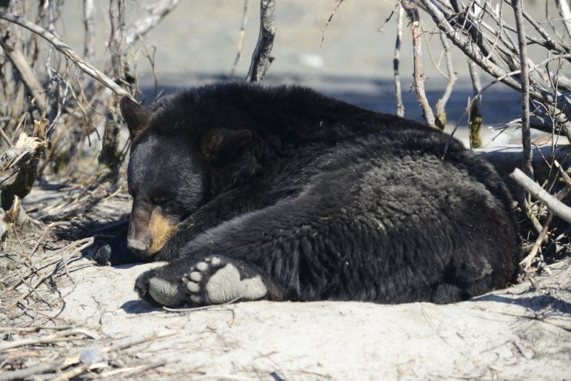 First look at a black bear