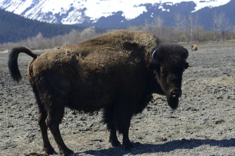 Bison