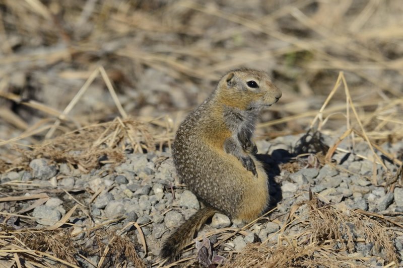 Arctic ground squirrel