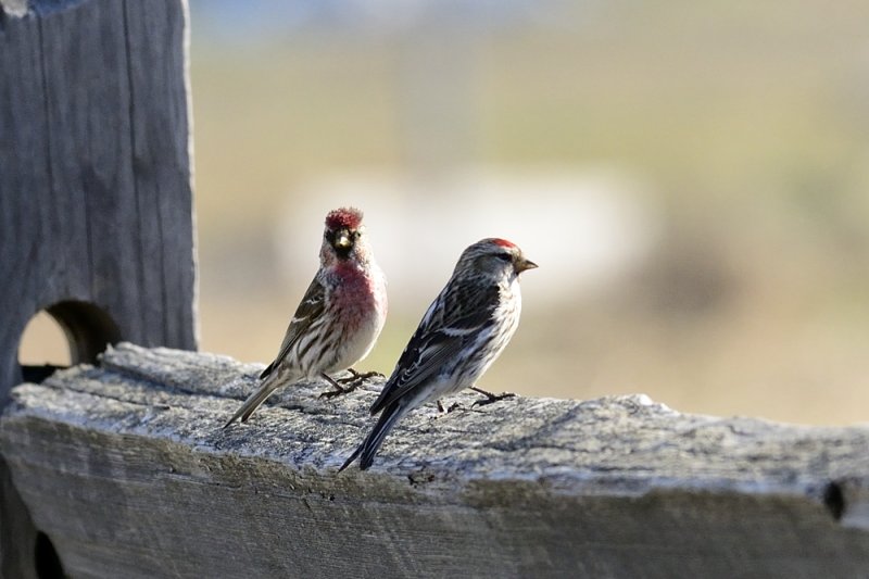 Common Redpolls