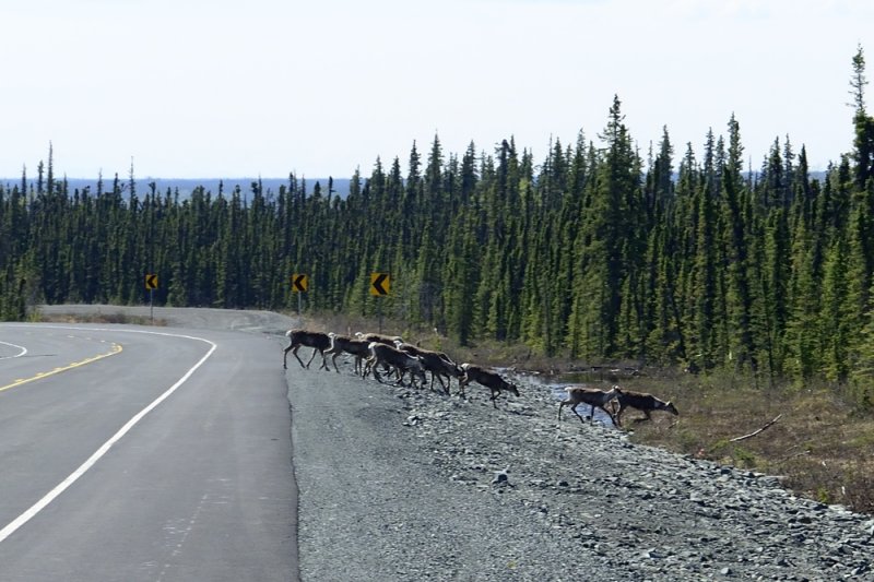 Caribou crossing