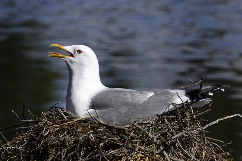 Herring gull