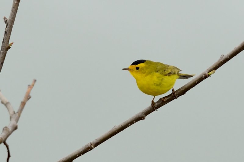 Wilsons warbler