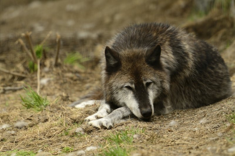 Yes, really a wolf