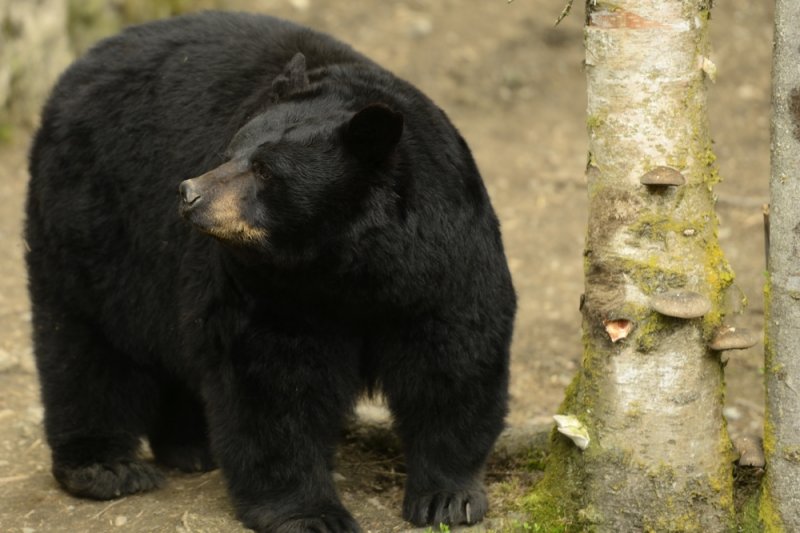 Black bear