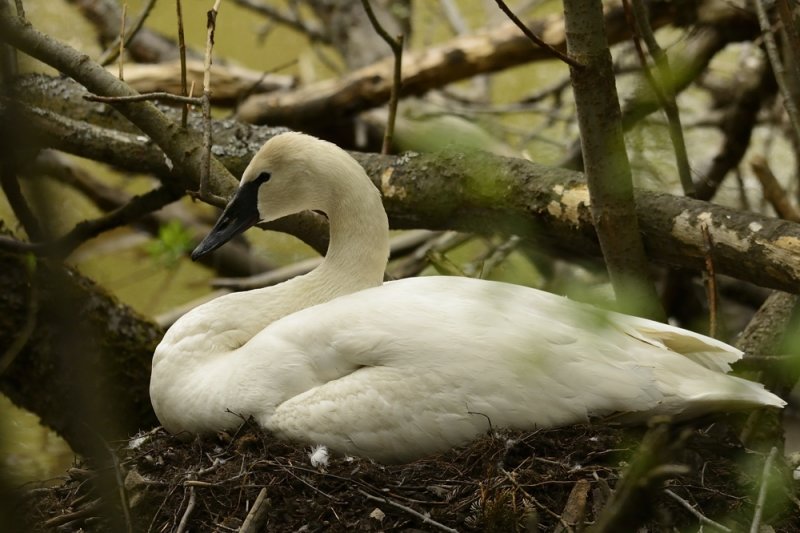 Tundra swan in the woods
