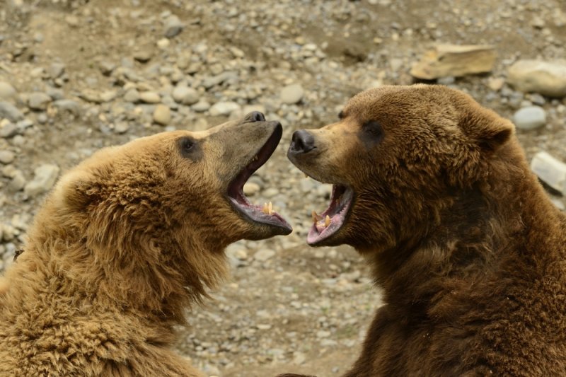 Grizzlies