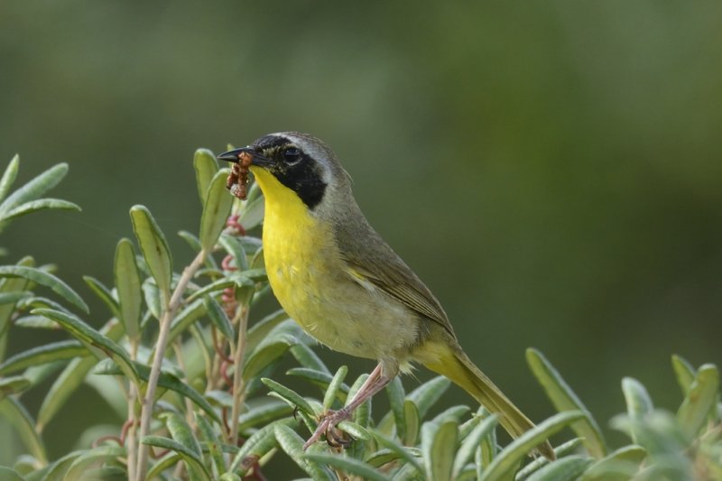 Common yellow-throat