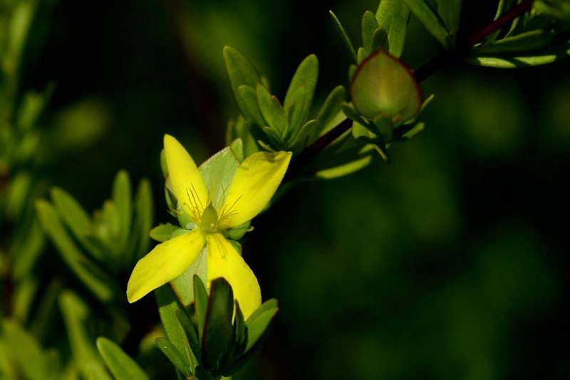 Saint Johns wort