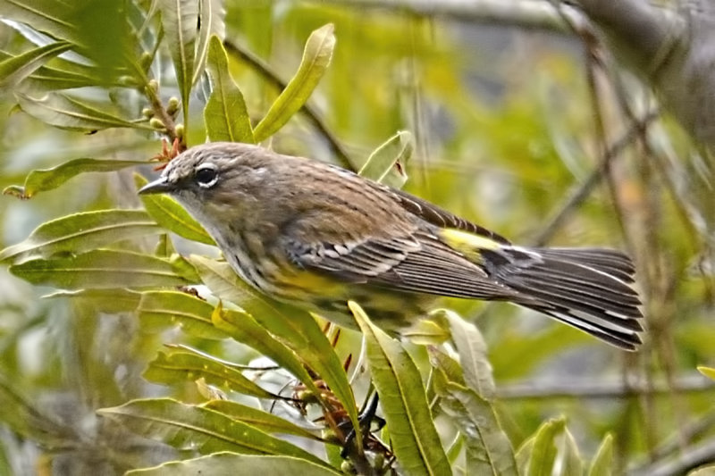 Yellow-rumped