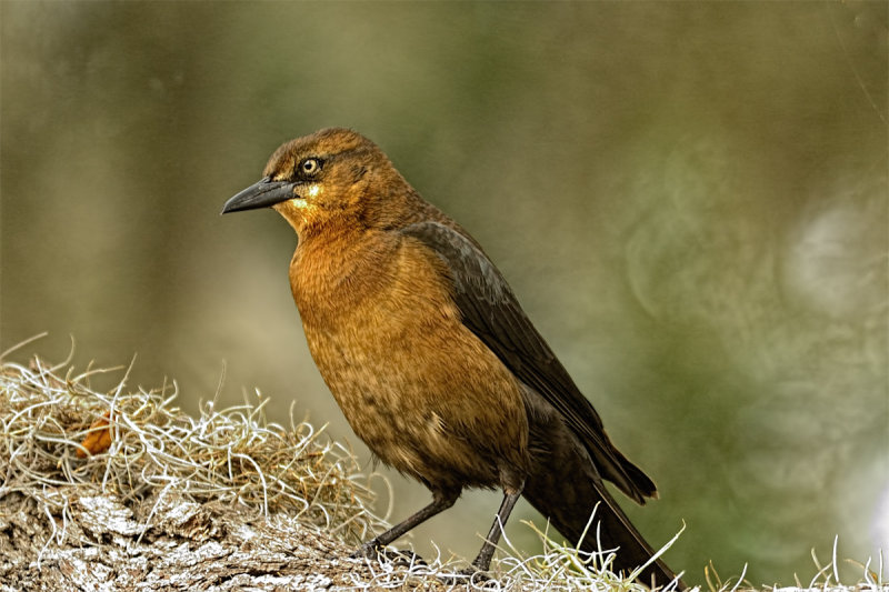 Boat-tailed Grackle