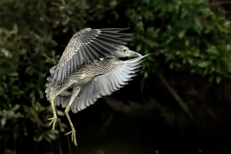Night Heron