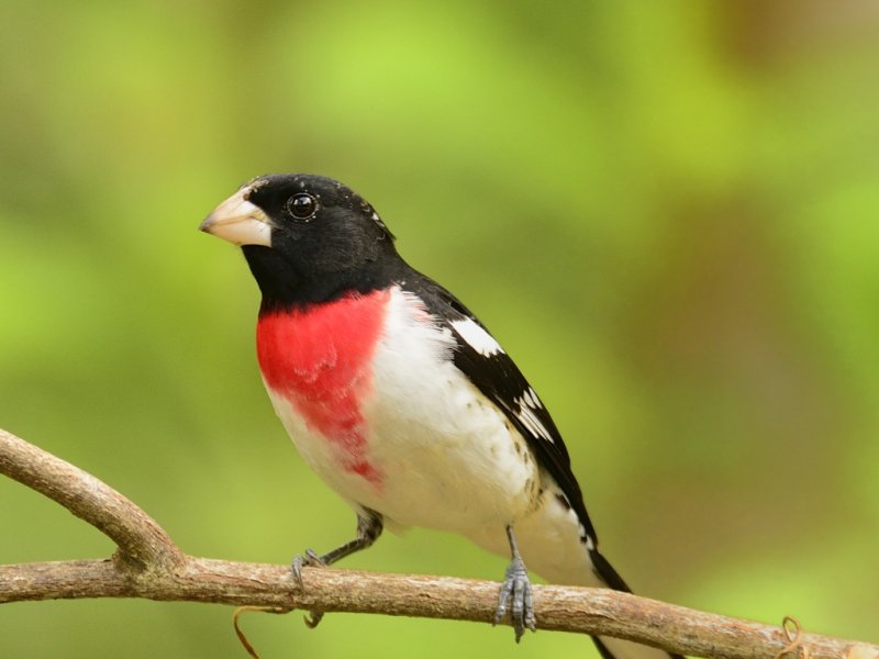 Rose-breasted Grosbeak