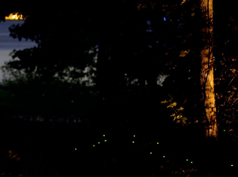 Night View of the Lake