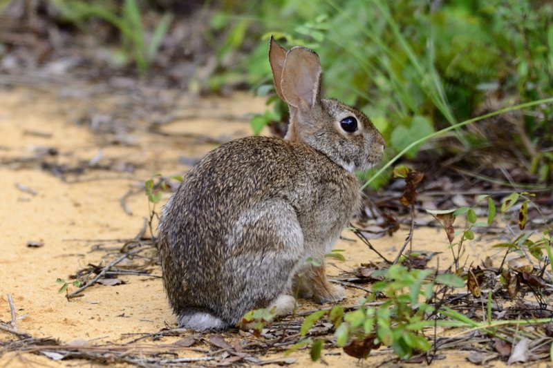 Eastern Cottontail