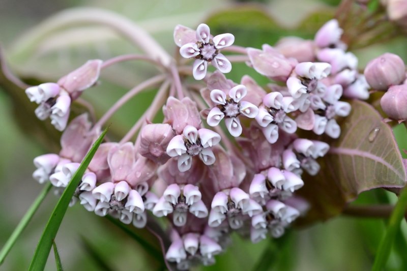 Sandhill milkweed