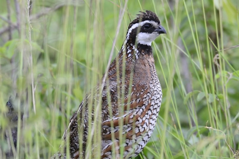 Northern Bobwhite