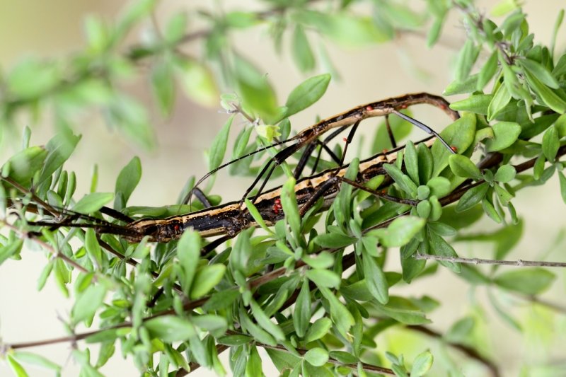 Palmetto Walking stick