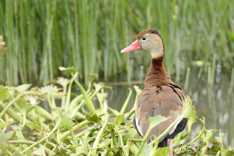 Black-bellied Whistling Duck