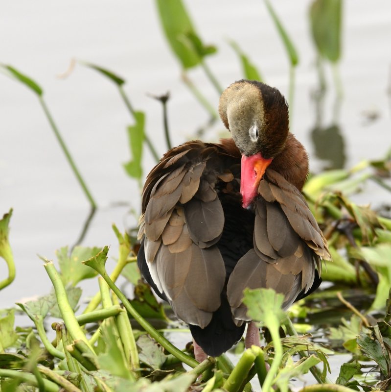 Black-bellied Whistling Duck