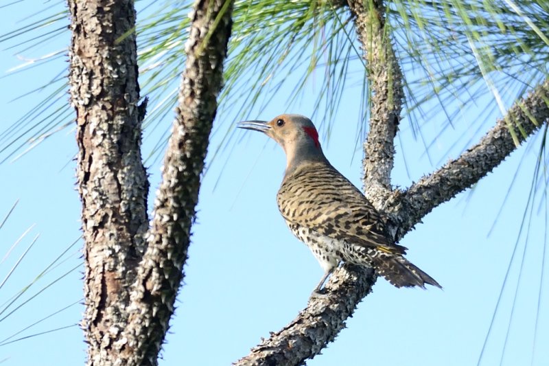 Northern Flicker