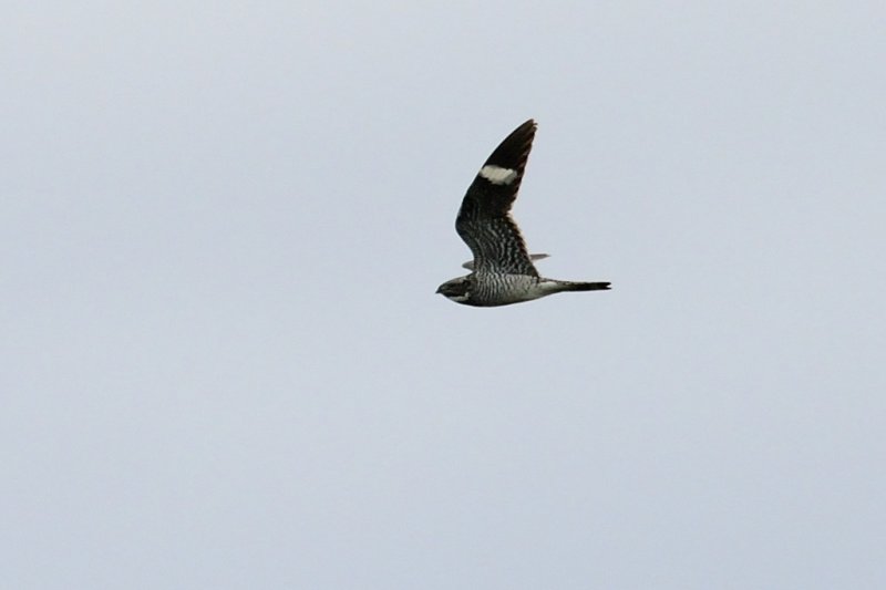 Common Nighthawk