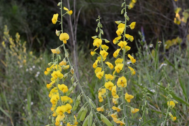 Showy Crotalaria